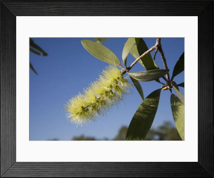 Framed Print : Broad-leaved Tea-tree or Paperbark Flowers variable and may be white, green or red. Family Myrtaceae. Beside a pool along the Gibb River Road, Kimberley, Western Australia Framed Print : Broad-leaved Tea-tree or Paperbark Flowers variable and may be white, green or red. Family Myrtaceae. Beside a pool along the Gibb River Road, Kimberley, Western Australia