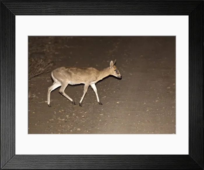 Framed Print : Bush Duiker - crossing road at night - Kruger National Park - South Africa Framed Print : Bush Duiker - crossing road at night - Kruger National Park - South Africa