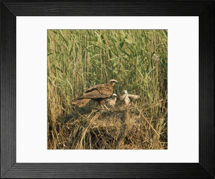 Framed Print : Marsh Harrier - adult at nest with young - Denmark Framed Print : Marsh Harrier - adult at nest with young - Denmark