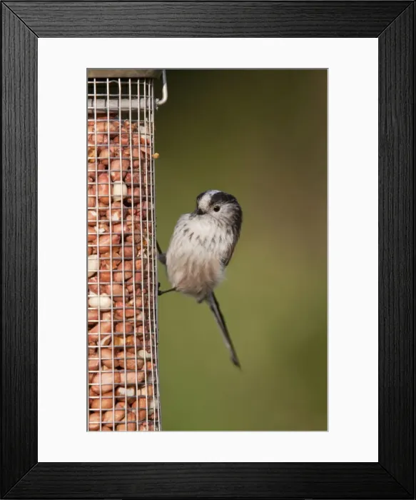 Framed Print : Long Tailed Tit - on a peanut feeder Framed Print : Long Tailed Tit - on a peanut feeder