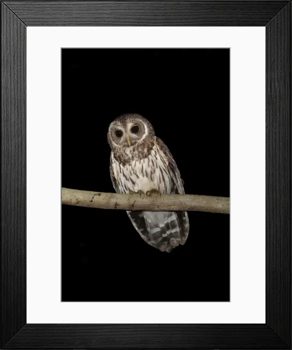 Framed Print : Mottled Owl - Nayarit - Mexico in March Framed Print : Mottled Owl - Nayarit - Mexico in March