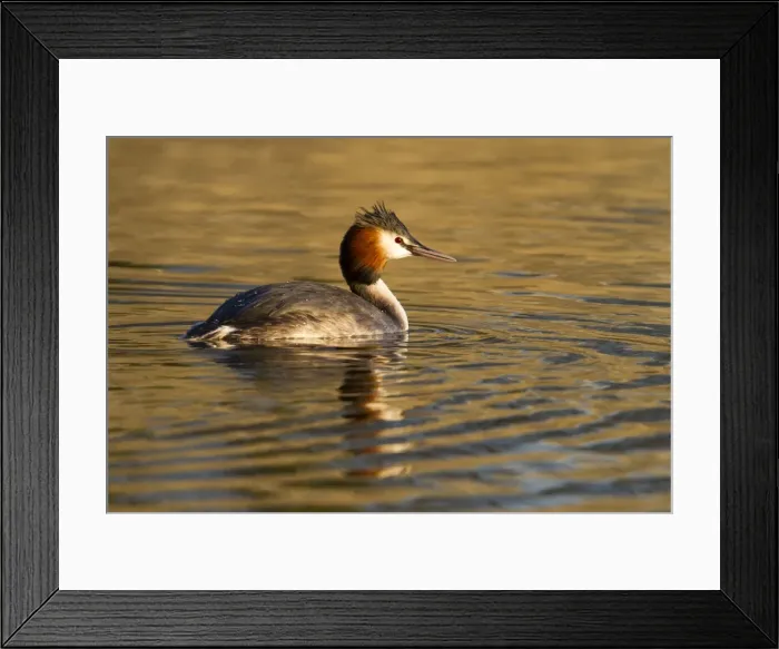 Framed Print : Great Crested Grebe - single adult on lake - Wiltshire - England - UK Framed Print : Great Crested Grebe - single adult on lake - Wiltshire - England - UK