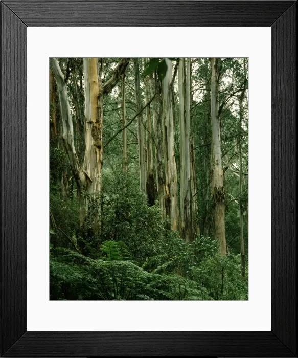 Framed Print : Temperate Rainforest - Including Mountain ash & Tree fern - Dandenong Ranges National Park, Victoria, Australia JPF52201 Framed Print : Temperate Rainforest - Including Mountain ash & Tree fern - Dandenong Ranges National Park, Victoria, Australia JPF52201