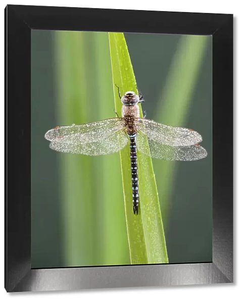 Migrant Hawker - Dragonfly - male - Cornwall - UK