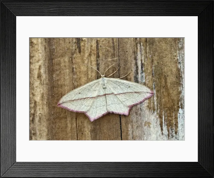Framed Print : Blood-vein - North Lincolnshire - England Framed Print : Blood-vein - North Lincolnshire - England