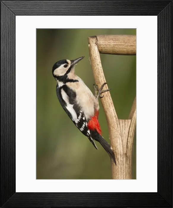 Framed Print : Great Spotted Woodpecker - on a garden fork Framed Print : Great Spotted Woodpecker - on a garden fork