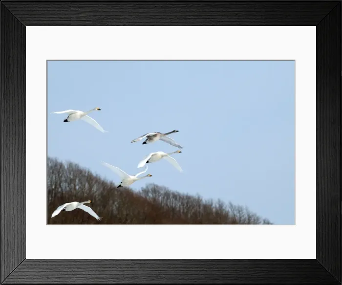 Framed Print : Whooper Swan - group in flight - Hokkaido Island - Japan Framed Print : Whooper Swan - group in flight - Hokkaido Island - Japan