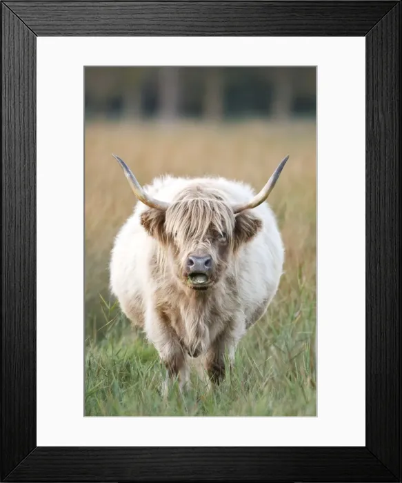 Framed Print : Highland Cattle - chewing on grass - Norfolk grazing marsh - UK Framed Print : Highland Cattle - chewing on grass - Norfolk grazing marsh - UK