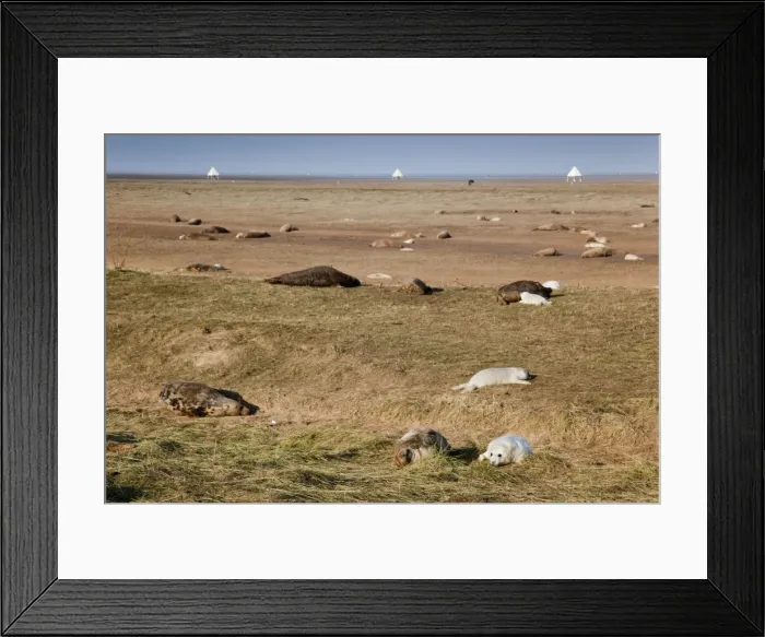 Framed Print : Grey Seals - adults with pups - Donna nook - Lincolnshire - UK Framed Print : Grey Seals - adults with pups - Donna nook - Lincolnshire - UK