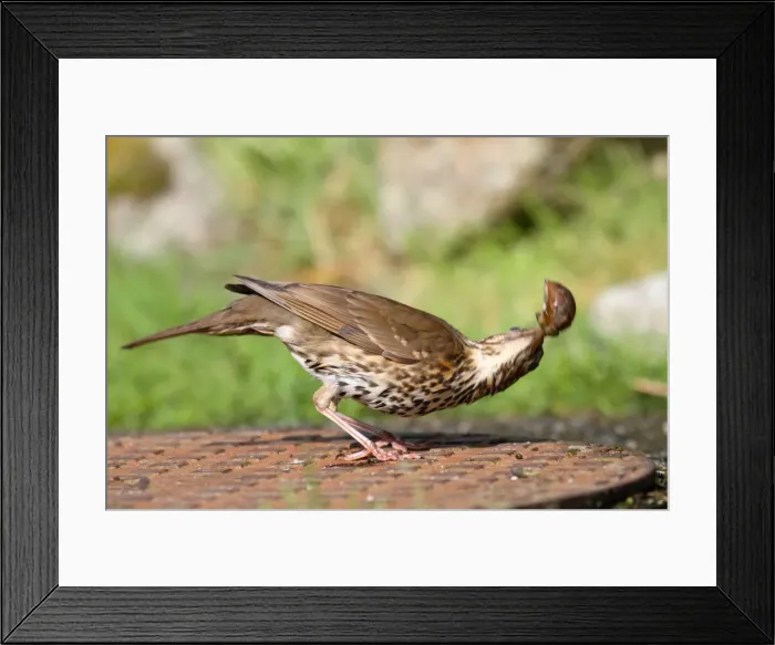 Framed Print : Song Thrush - bashing a snail to break shell - on manhole cover - Isles of Scilly - UK Framed Print : Song Thrush - bashing a snail to break shell - on manhole cover - Isles of Scilly - UK