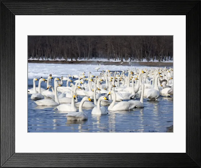Framed Print : Whooper Swan - group in water at edge of lake - Lake Kussharo - Hokkaido Island - Japan