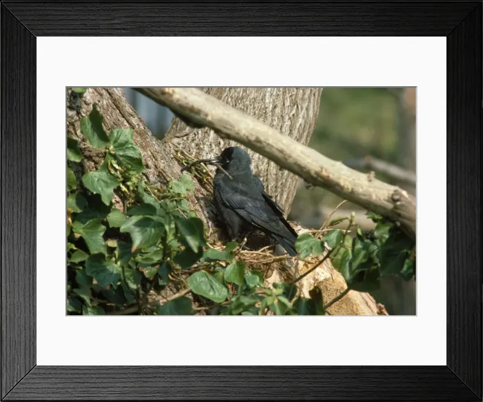 Framed Print : Jackdaw - at nest with building material