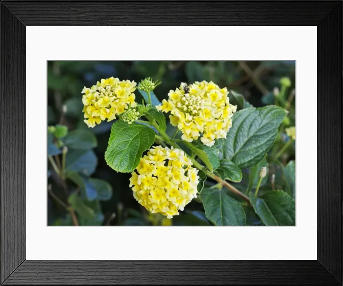 Framed Print : Mountain Sage. Botanical Garden, La Gomera, Canary Is. January Framed Print : Mountain Sage. Botanical Garden, La Gomera, Canary Is. January