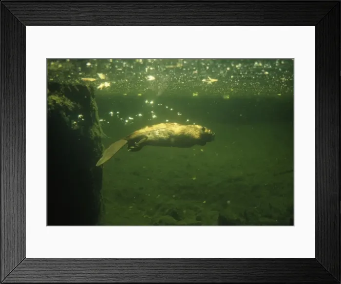 Framed Print : Beaver - underwater Framed Print : Beaver - underwater