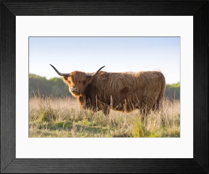 Framed Print : Highland Cattle - Norfolk grazing marsh - UK Framed Print : Highland Cattle - Norfolk grazing marsh - UK
