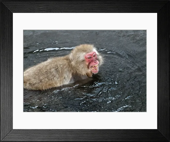 Framed Print : Japanese Macaque - in pool face showing aggression - Jigokudani Park - Japan Framed Print : Japanese Macaque - in pool face showing aggression - Jigokudani Park - Japan