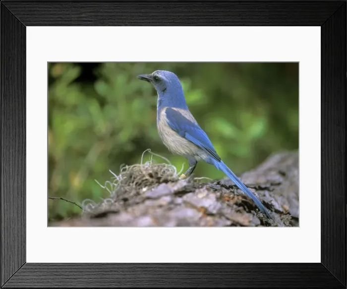 Framed Print : Florida Scrub Jay - Oscar Scherer State Park Framed Print : Florida Scrub Jay - Oscar Scherer State Park