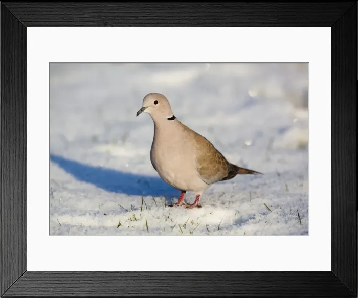 Framed Print : Collared Dove - in the snow - Cornwall - UK Framed Print : Collared Dove - in the snow - Cornwall - UK