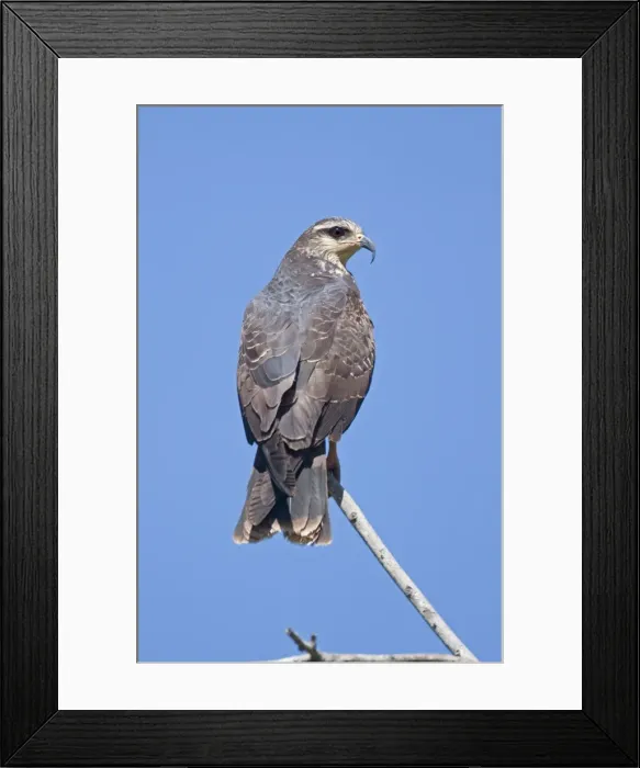 Framed Print : Snail Kite - March - San Blas Mexico Framed Print : Snail Kite - March - San Blas Mexico