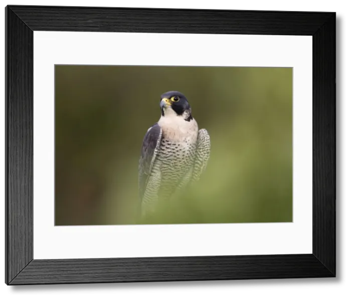 Framed Print : Peregrine - male - UK Framed Print : Peregrine - male - UK