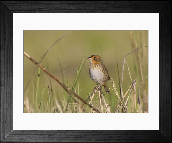 Framed Print : Saltmarsh Sparrow (formerly named Saltmarsh Sharptailed Sparrow) - spring - Connecticut marsh - USA Framed Print : Saltmarsh Sparrow (formerly named Saltmarsh Sharptailed Sparrow) - spring - Connecticut marsh - USA