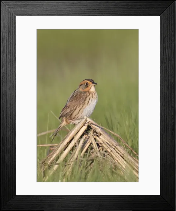 Framed Print : Saltmarsh Sparrow (formerly named Saltmarsh Sharptailed Sparrow) - spring - Connecticut marsh - USA Framed Print : Saltmarsh Sparrow (formerly named Saltmarsh Sharptailed Sparrow) - spring - Connecticut marsh - USA