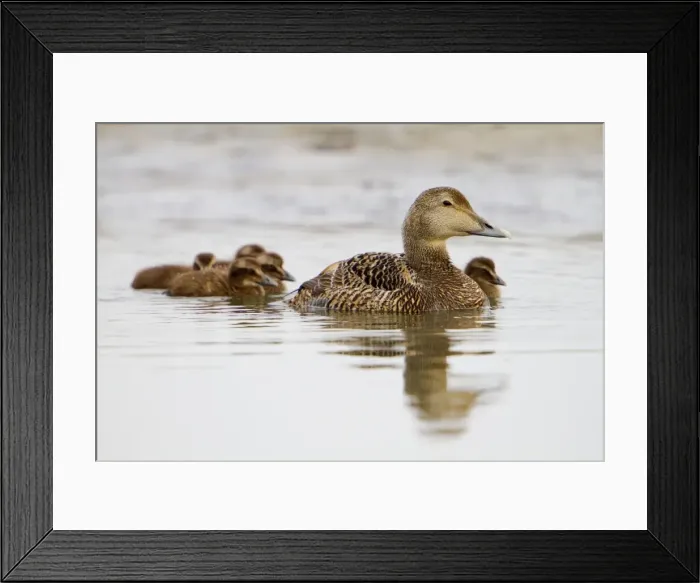 Framed Print : Eider Duck - female with ducklings Framed Print : Eider Duck - female with ducklings