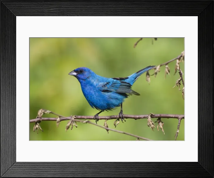 Framed Print : Indigo Bunting, Adult male in breeding season. June in Connecticut - USA Framed Print : Indigo Bunting, Adult male in breeding season. June in Connecticut - USA