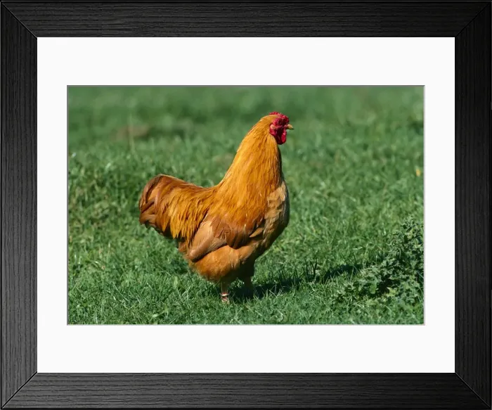 Framed Print : Wyandotte Hen - Walking on grass JPF17876 Framed Print : Wyandotte Hen - Walking on grass JPF17876