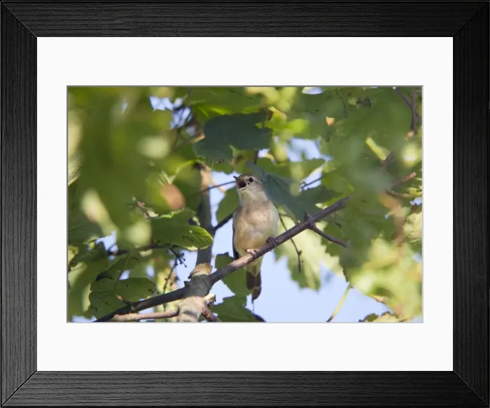 Framed Print : Garden Warbler - singing - Texel - Netherlands Framed Print : Garden Warbler - singing - Texel - Netherlands
