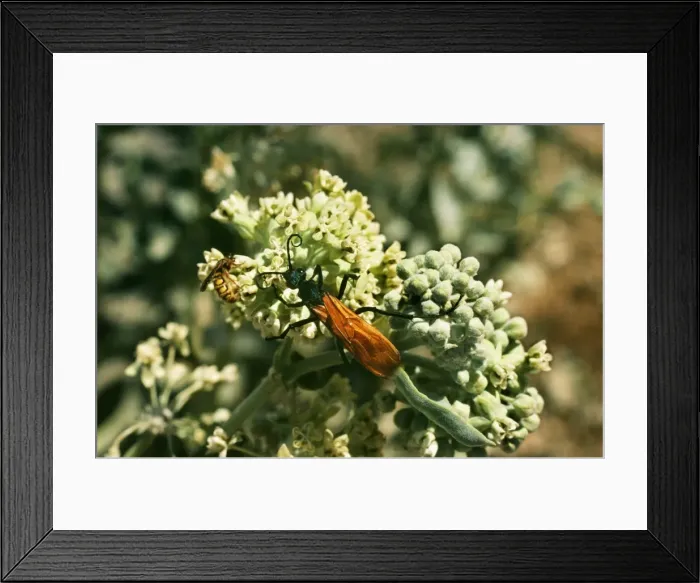 Framed Print : Tarantula Hawk Wasp Framed Print : Tarantula Hawk Wasp