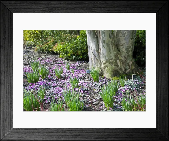 Framed Print : Cyclamen coum subsp. coum with Eucalyptus cocifera. West Sussex garden in February. UK Framed Print : Cyclamen coum subsp. coum with Eucalyptus cocifera. West Sussex garden in February. UK
