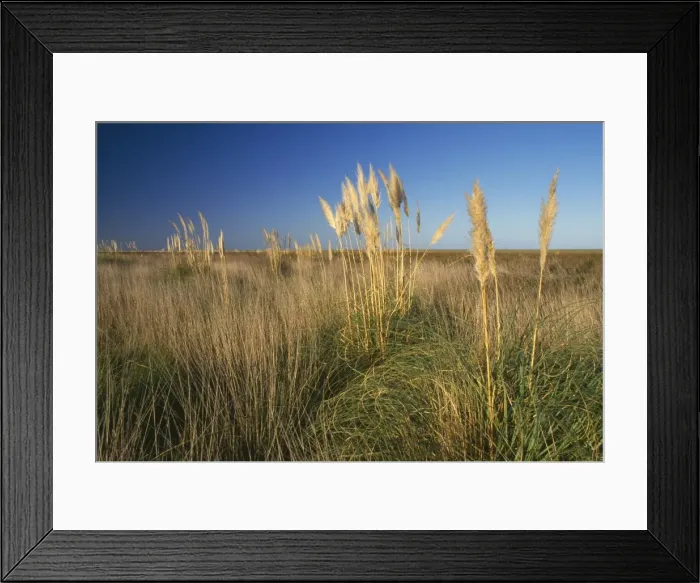 Framed Print : Argentina - Pampa Salado Depression Province of Buenos Aires Framed Print : Argentina - Pampa Salado Depression Province of Buenos Aires
