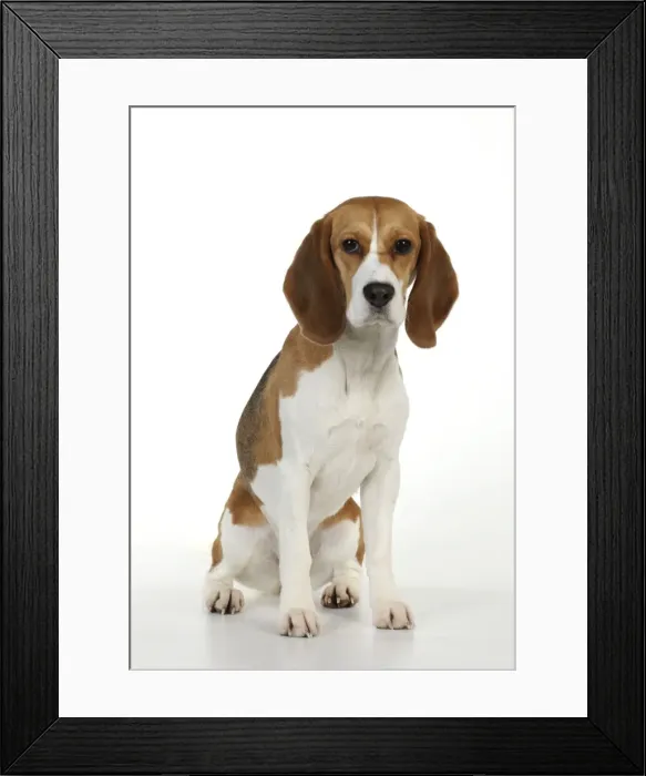 Framed Print : Dog - Beagle - sitting down Framed Print : Dog - Beagle - sitting down