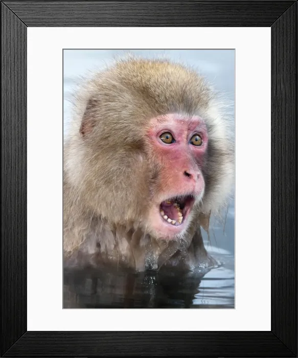 Framed Print : Japanese Macaque - young in pool with mouth and eyes wide open - Jigokudani Park - Japan Framed Print : Japanese Macaque - young in pool with mouth and eyes wide open - Jigokudani Park - Japan