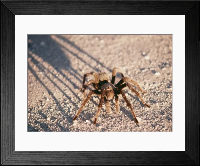 Framed Print : Desert Tarantula Spider FG 4222 South West Desert, USA. Aponopelma chalcodes © Francois Gohier / ARDEA LONDON Framed Print : Desert Tarantula Spider FG 4222 South West Desert, USA. Aponopelma chalcodes © Francois Gohier / ARDEA LONDON