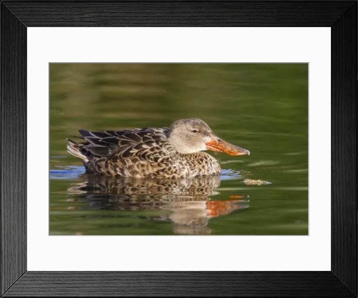 Framed Print : Northern Shoveler - female - March - Southeastern Arizona - USA Framed Print : Northern Shoveler - female - March - Southeastern Arizona - USA