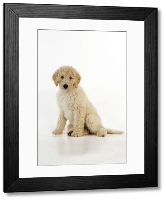 Framed Print : DOG. Goldendoodle puppy sitting Framed Print : DOG. Goldendoodle puppy sitting
