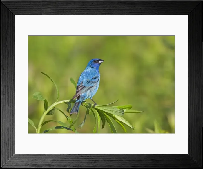 Framed Print : Indigo Bunting, Adult male in breeding season. June in Connecticut - USA Framed Print : Indigo Bunting, Adult male in breeding season. June in Connecticut - USA