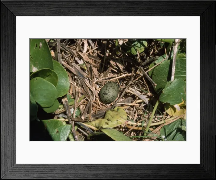 Framed Print : Laughing Gull - egg in nest - Little Tabago Framed Print : Laughing Gull - egg in nest - Little Tabago