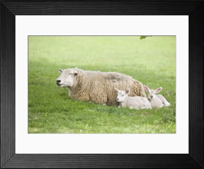 Framed Print : Sheep Ewe with two lambs Buxton Derbyshire UK Framed Print : Sheep Ewe with two lambs Buxton Derbyshire UK