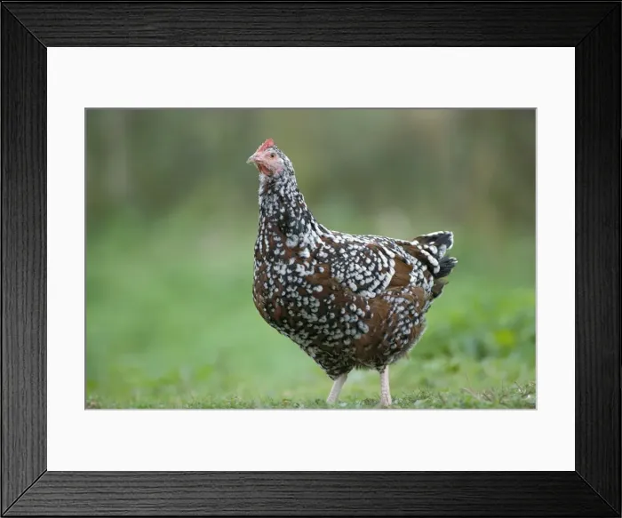Framed Print : Sussex Tricolor Hen JPF17872 Framed Print : Sussex Tricolor Hen JPF17872
