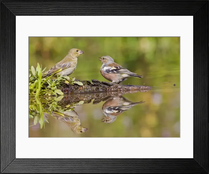 Framed Print : Chaffinch - at pond with Greenfinch showing reflections - Bedfordshire UK 10923 Framed Print : Chaffinch - at pond with Greenfinch showing reflections - Bedfordshire UK 10923