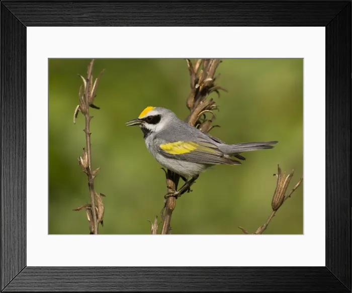 Framed Print : Golden-winged Warbler - Connecticut - USA Framed Print : Golden-winged Warbler - Connecticut - USA