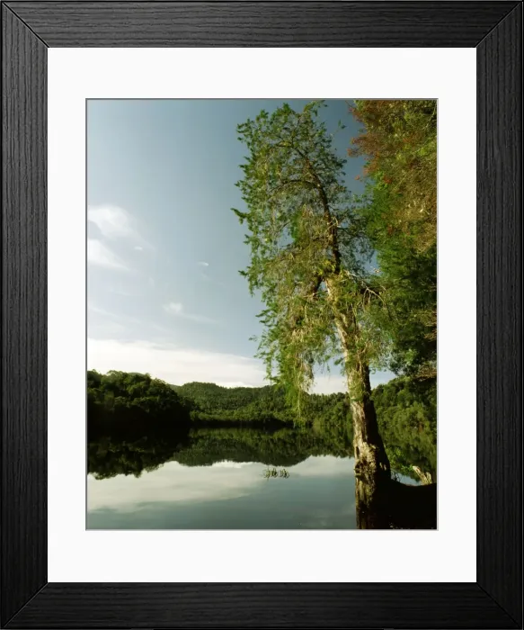 Framed Print : Huon Pine - Gordon River, Southwestern Tasmania, Australia JPF19384 Framed Print : Huon Pine - Gordon River, Southwestern Tasmania, Australia JPF19384