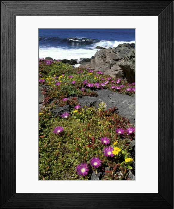 Framed Print : Coast vegetation: Variable groundsel, Round-leaved pigface (Senecio lautus, Disphyma crassifolium clavellatum) Kangaroo Island, South Australia JPF43023 Framed Print : Coast vegetation: Variable groundsel, Round-leaved pigface (Senecio lautus, Disphyma crassifolium clavellatum) Kangaroo Island, South Australia JPF43023