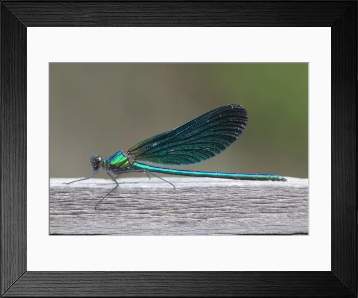 Framed Print : Beautiful Demoiselle - male - Cornwall - UK