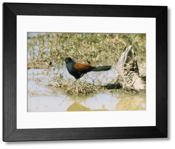 Framed Print : Greater Coucal / Crow Pheasant - india Framed Print : Greater Coucal / Crow Pheasant - india