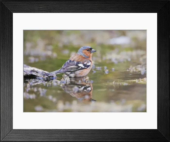Framed Print : Chaffinch - male at pond - Bedfordshire UK 10227 Framed Print : Chaffinch - male at pond - Bedfordshire UK 10227