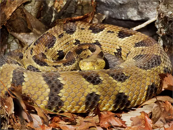 Timber Rattlesnake - by the number of rattles approximately 10 years old - April - CT - USA